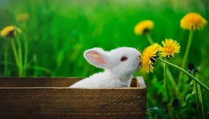 开云在线直播-赞比亚男篮在非洲预赛中视死如归，迈向梦想的彼岸，赞比亚阵容