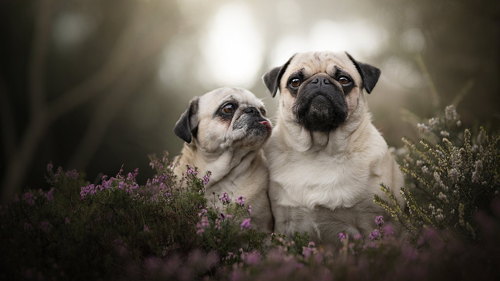 _骑士队展现无限潜力,冲击季后赛_,骑士队阵容名单最新