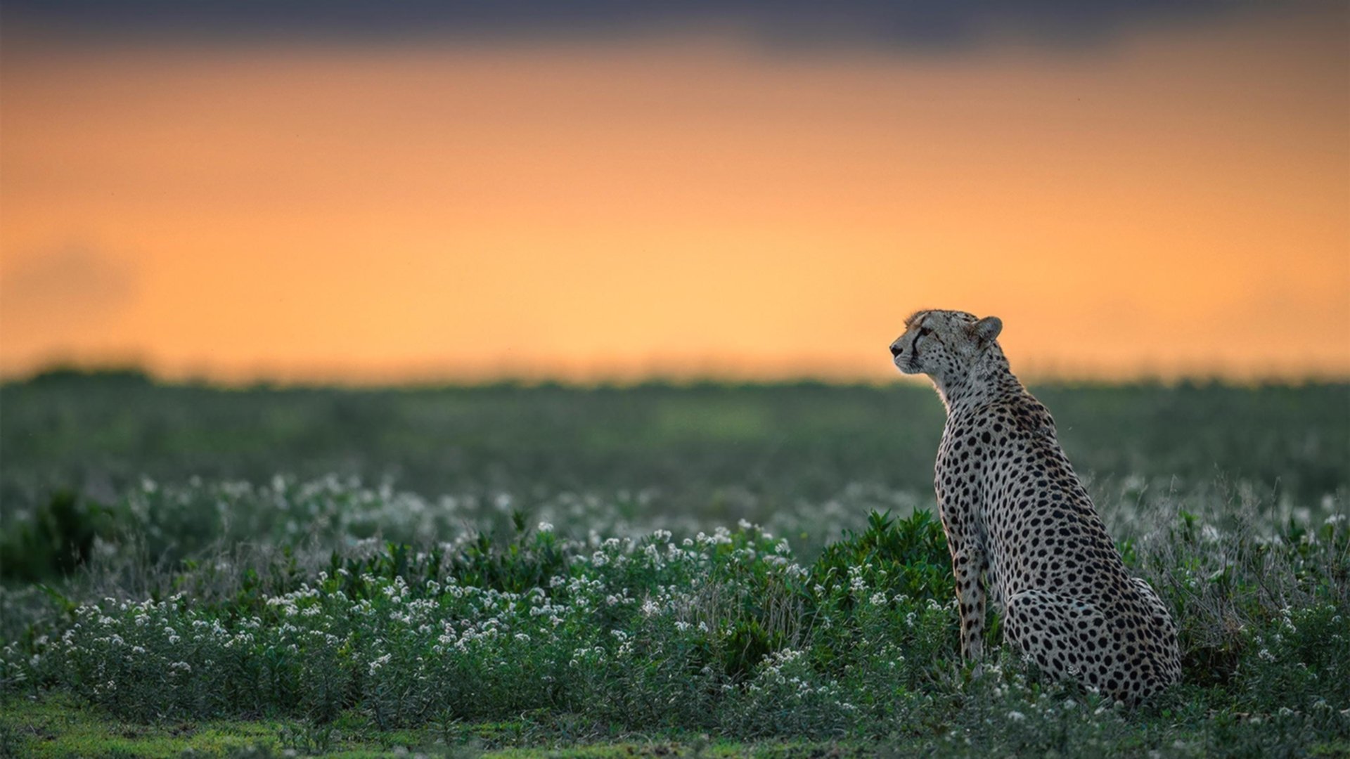 《faker：2025年新赛季目标全解析，鲤鱼跃龙门》，faker明年会打比赛么