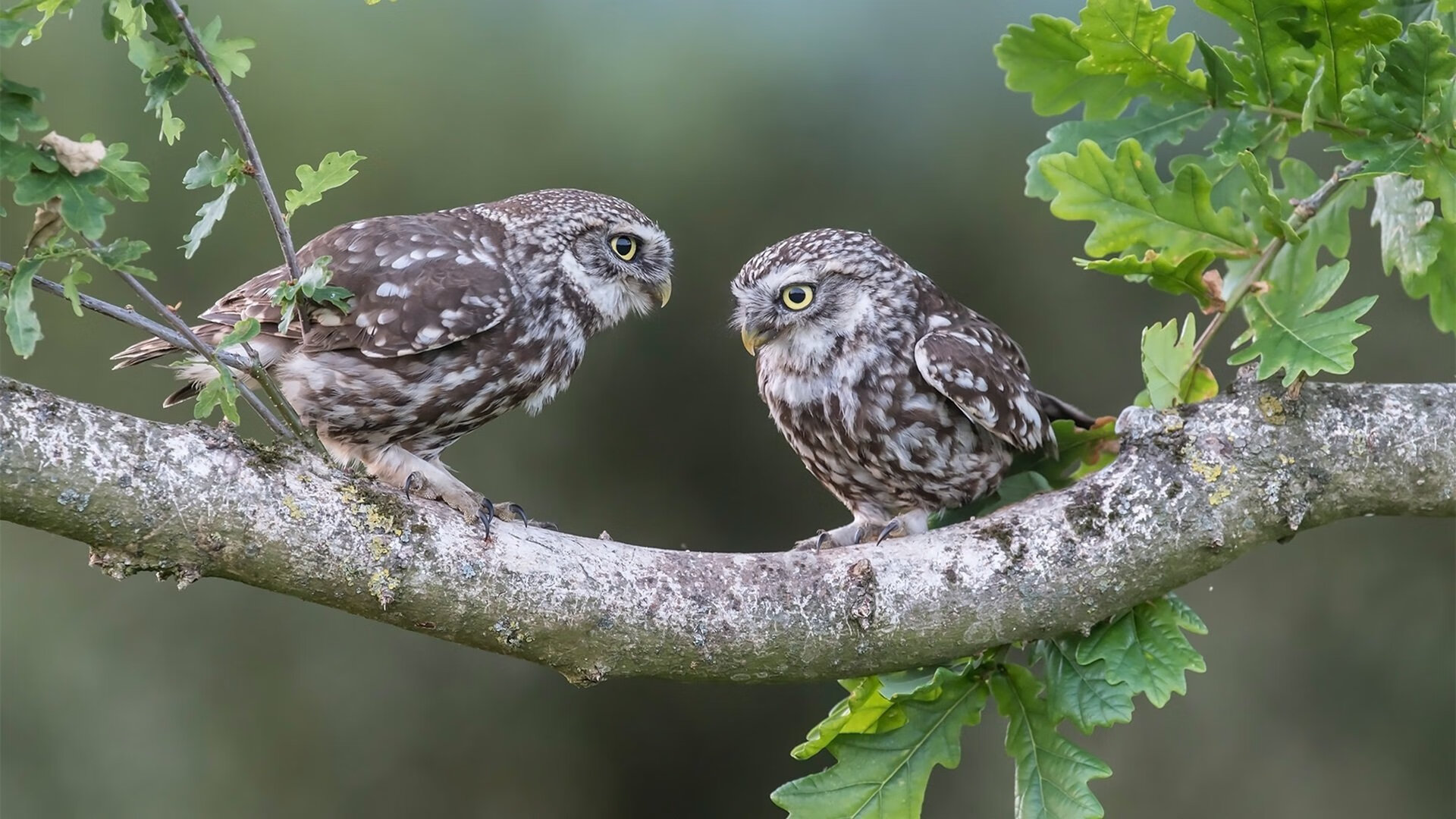 中国队前锋苏亚雷斯在巴黎奥运会上表现出色,苏亚雷斯夺冠