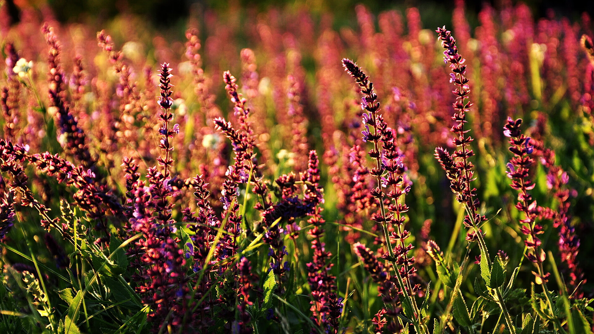 全国越野滑雪巡回赛，雪地中的速度与激情，全国越野滑雪邀请赛