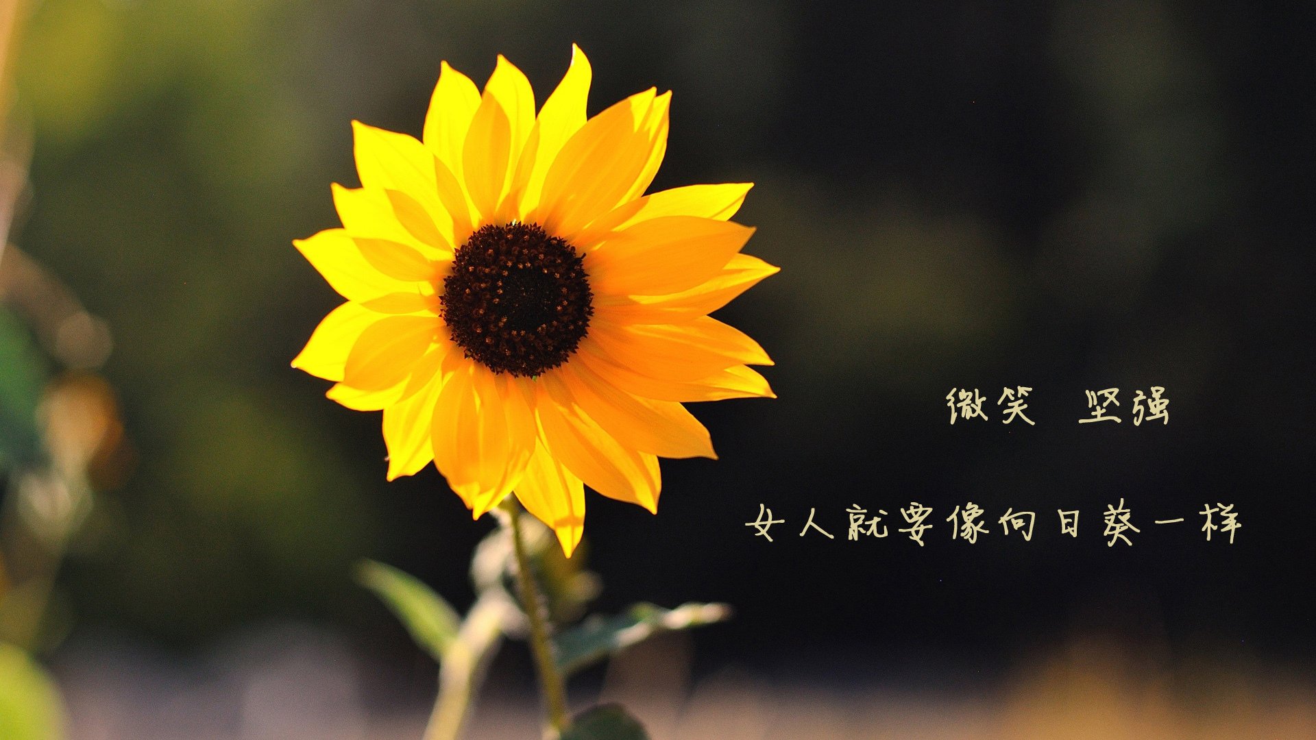 开云官网-特色乡村龙舟节，融合文化和运动的盛会，龙舟活动