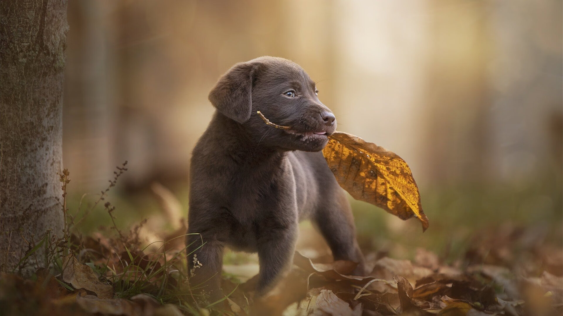 裁判员绩效考核体系完善，裁判执裁水平持续提升，裁判员考核评选怎么写