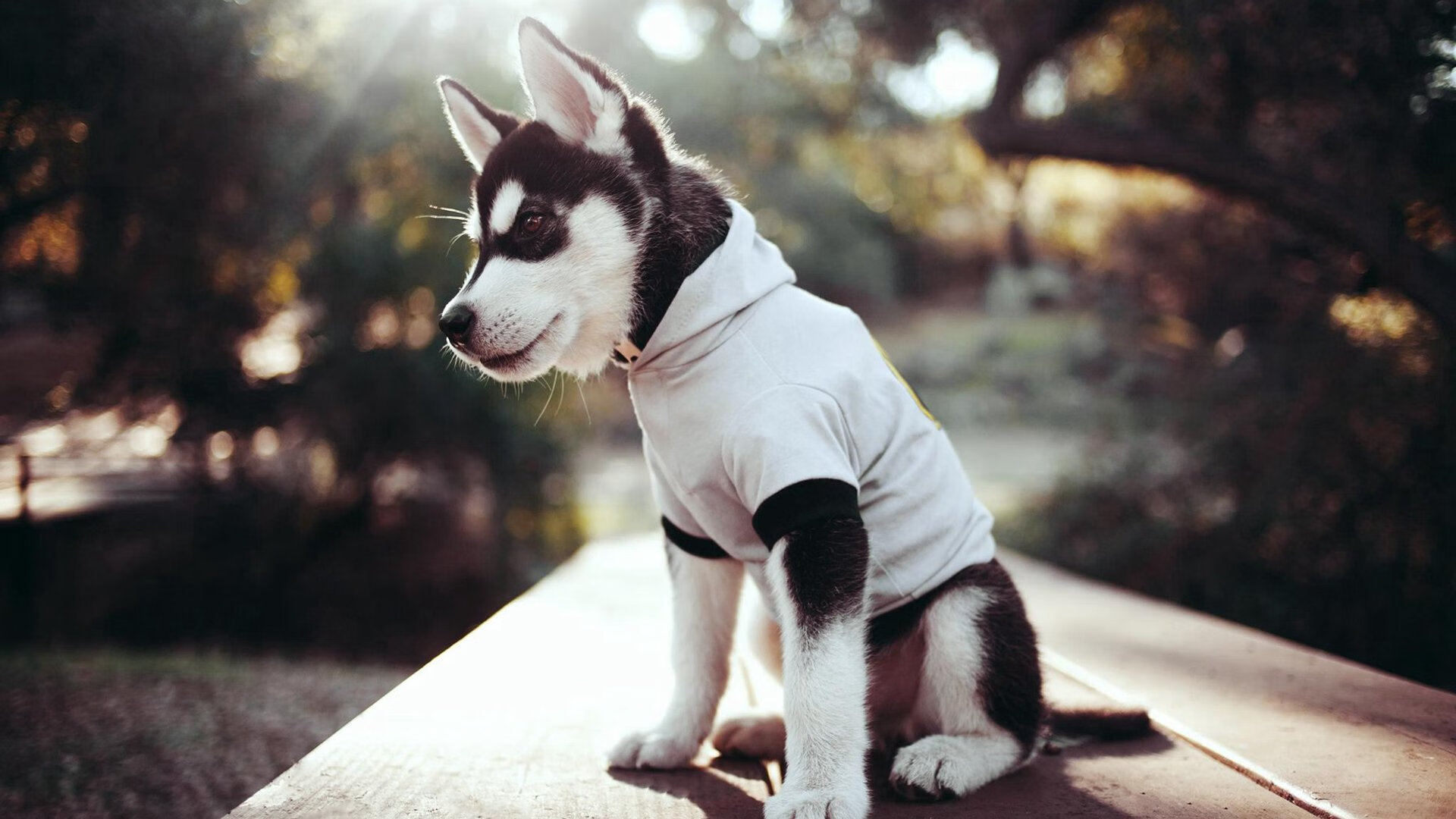 “全民健身 运动三秦”广场舞公益推广活动在陕西商洛成功举办