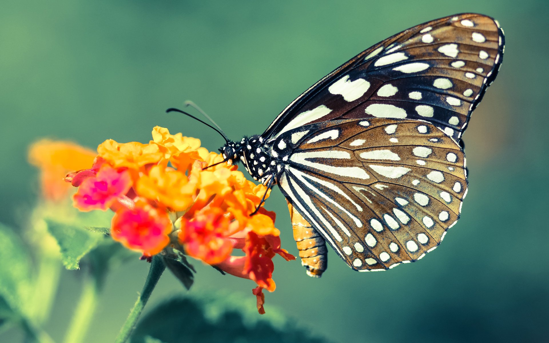 中锋在现代战术中的地位是否被边缘化,中锋在现代战术中的地位是否被边缘化了
