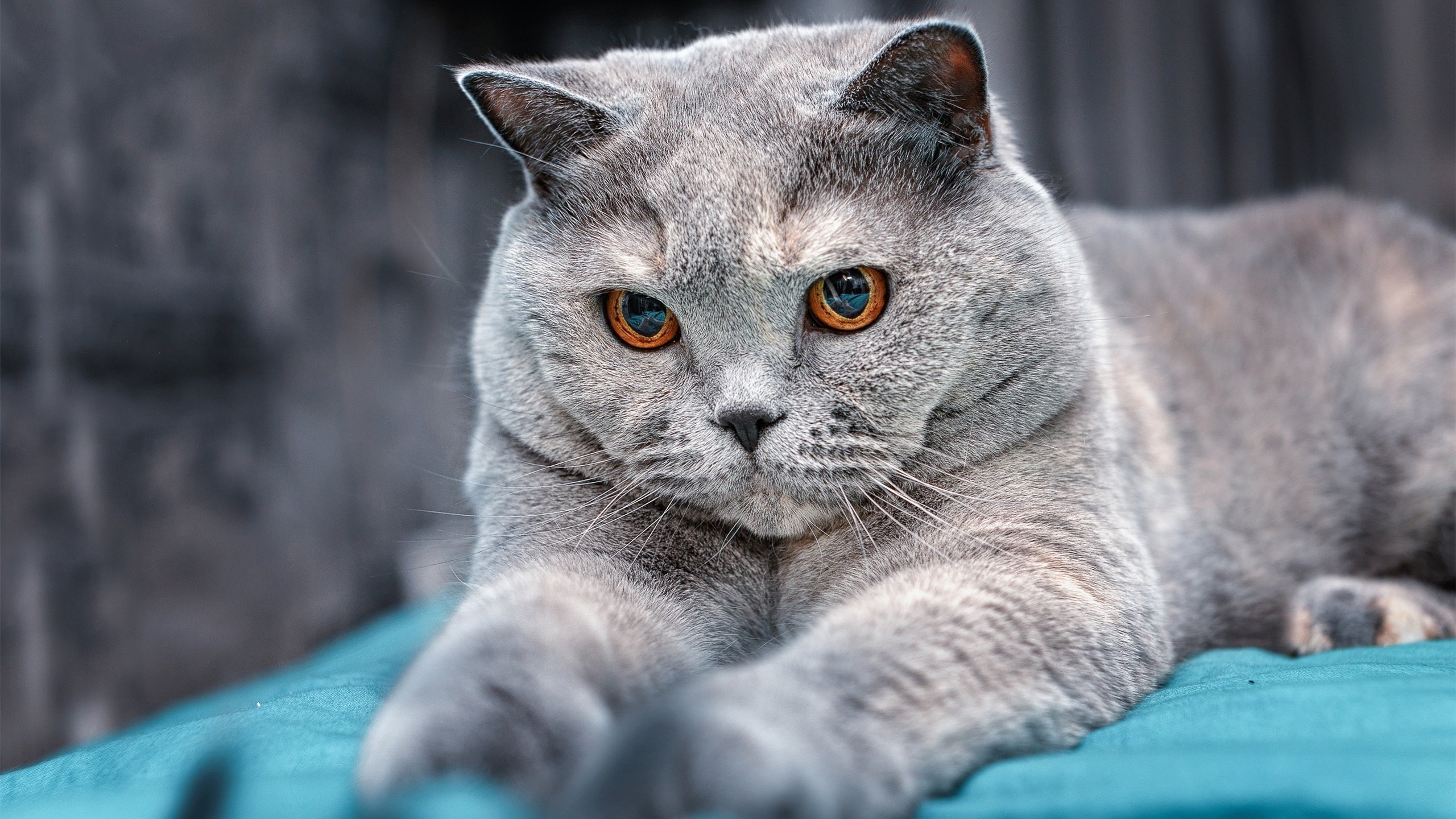 临门一脚！队员最新进球集锦惊艳球迷，进球守门员