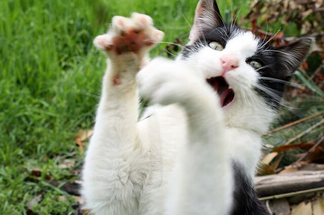 巴黎球星受伤离场,或缺重要比赛,2021巴黎球员