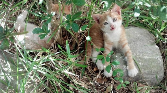 KAIYUNAPP-意大利足球俱乐部发起球迷团结活动，壮大队伍，意大利足球队集体照