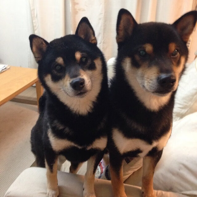 斯托克城身体对抗强，陶工冲击季后赛，斯托克城队