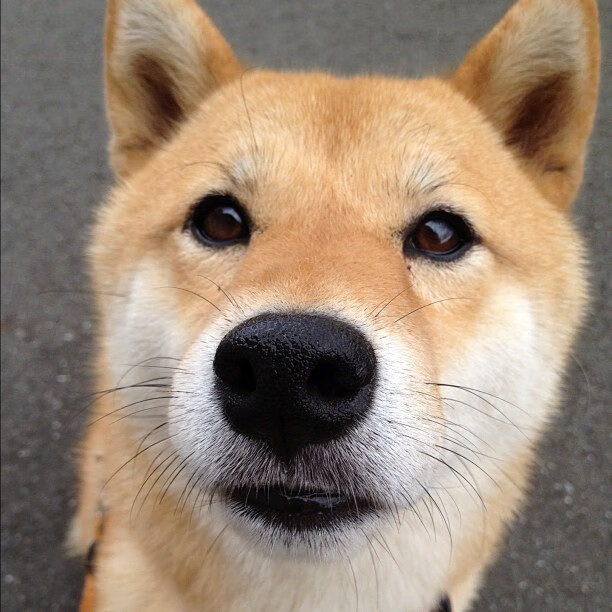 沃尔夫斯堡迎战杜塞尔多夫,争夺胜利,沃尔夫斯堡对多特蒙德预测