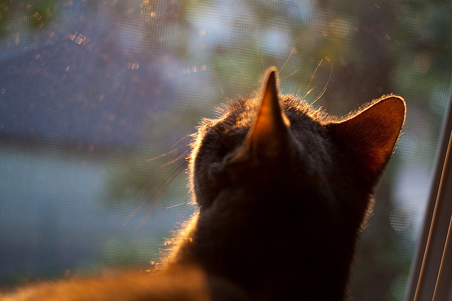 瑞士马术协会建立马匹基因数据库,促进马匹选育与训练。,瑞士骑马