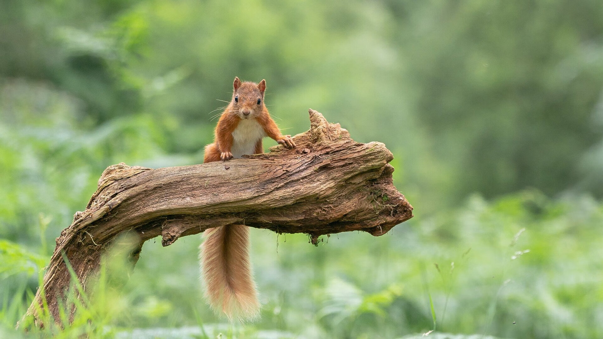 美洲队计划举办国内足球训练营，促进交流，美洲足球强队