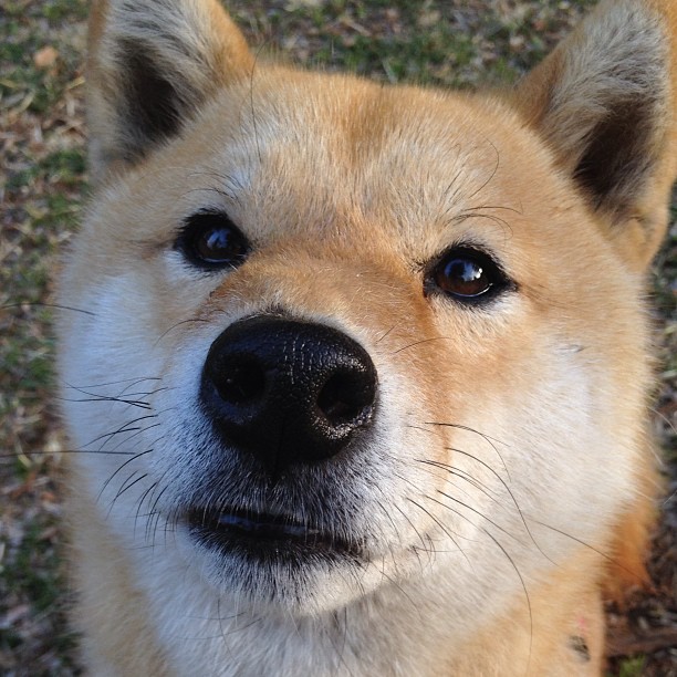 重磅:塞维利亚险胜晋级,欧冠半决赛!,2020欧洲杯塞维利亚