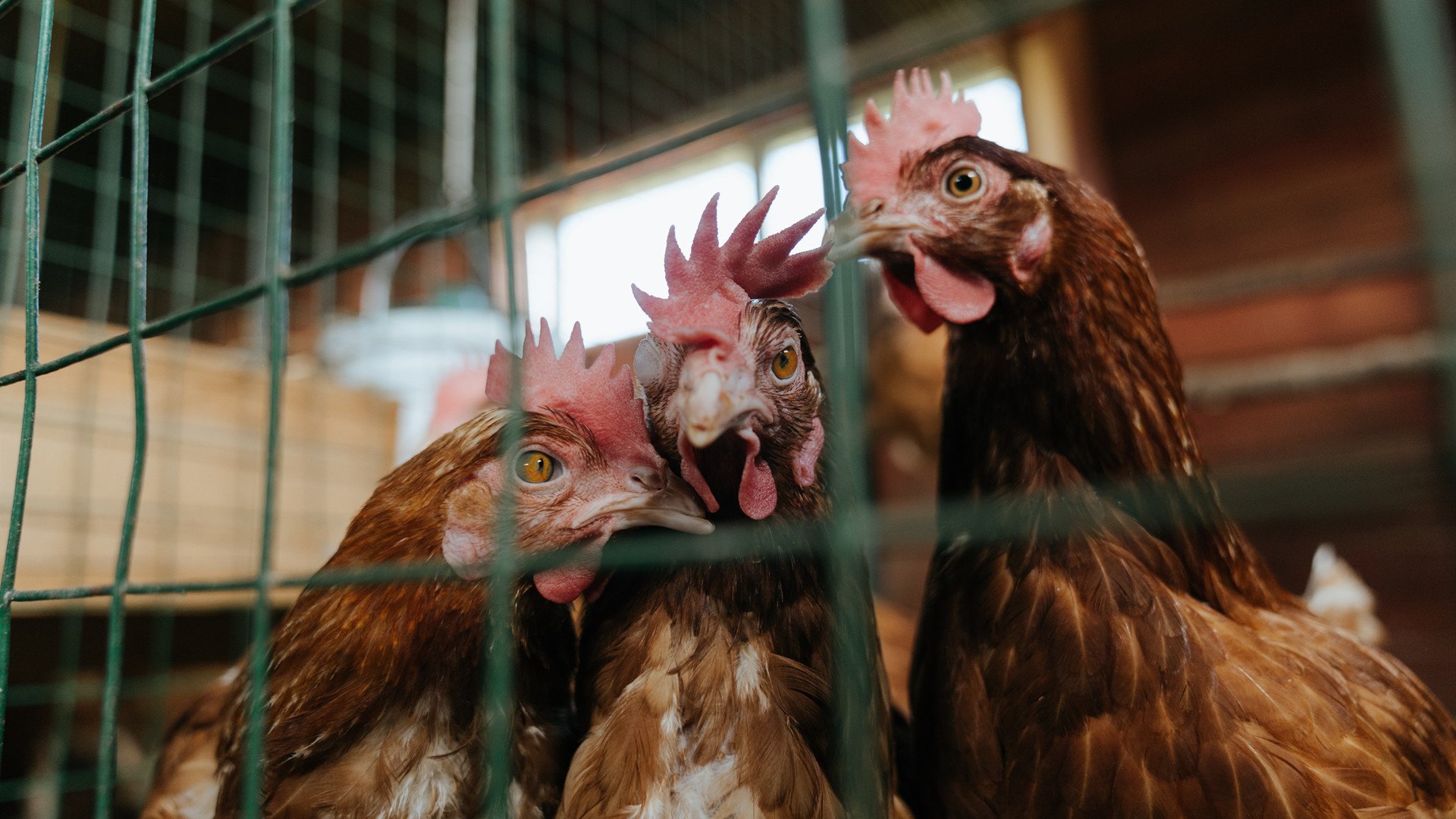 kaiyun体育app-德甲球员赛后心率恢复曲线指导个性化训练设计，足球运动员 心率