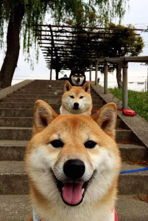 主力状态下滑期替补登场替代率变化对比分析，替补才是主力