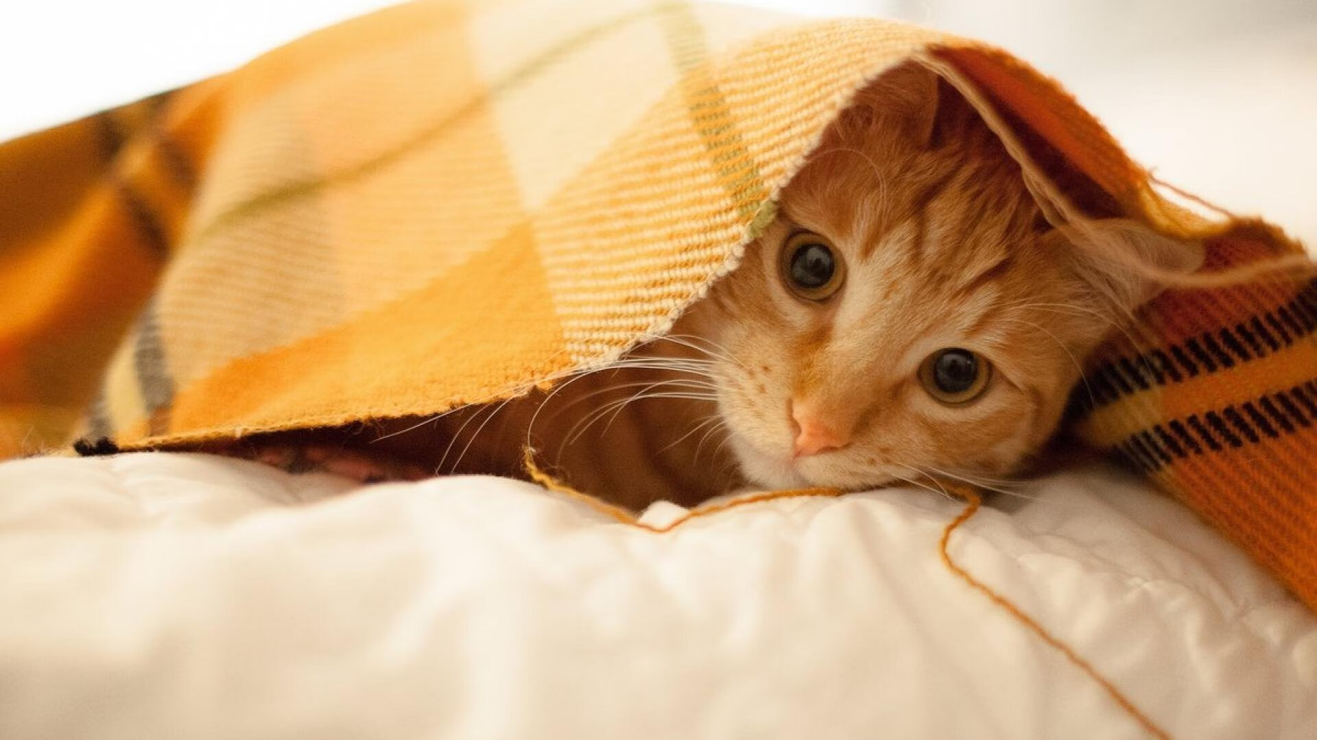 体育教育与科技融合论坛在京召开,体育教育与科技融合论坛在京召开时间