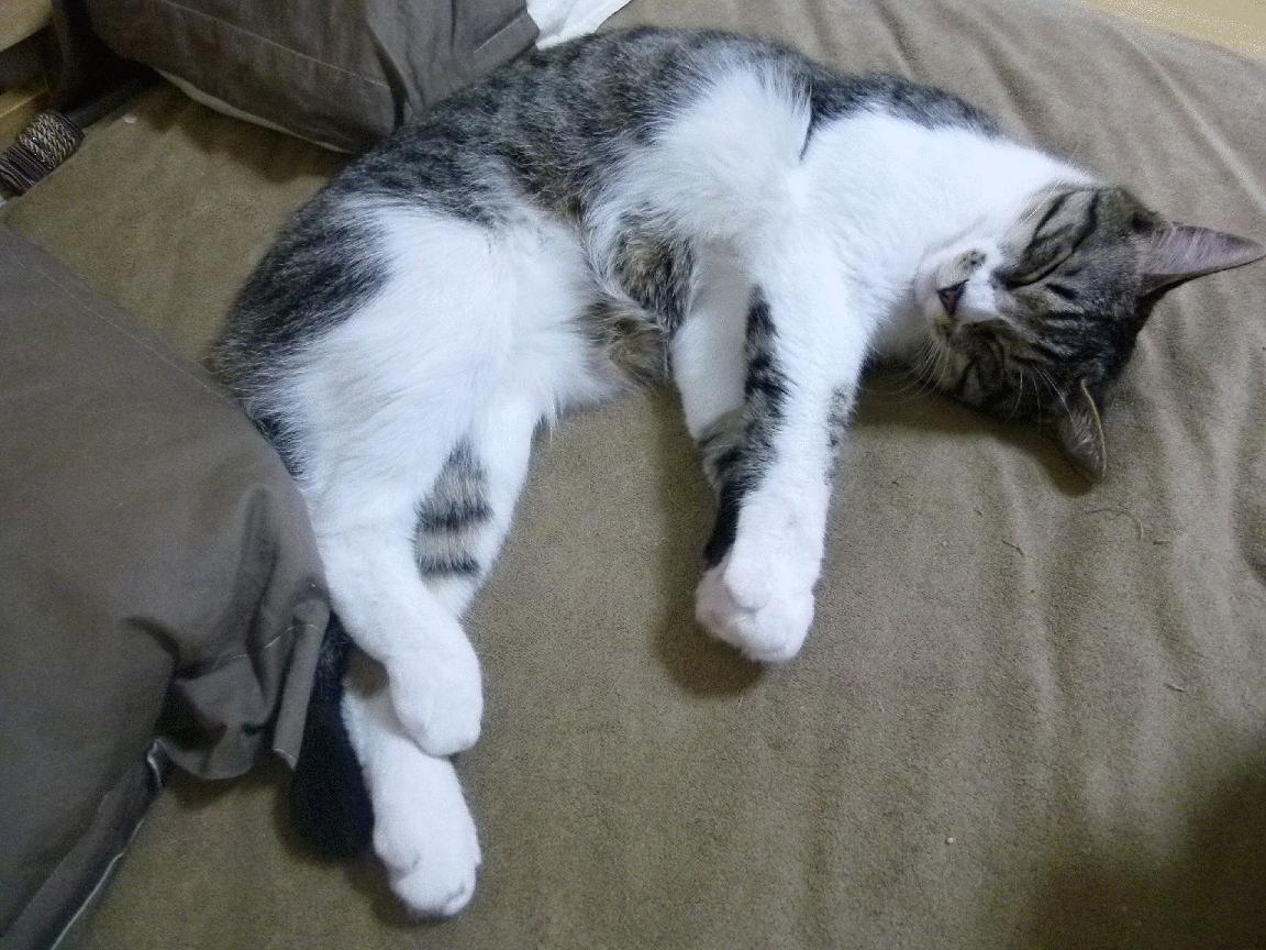 开云全站-切尔西教练组战术布置获高度评价，切尔西主教练简介