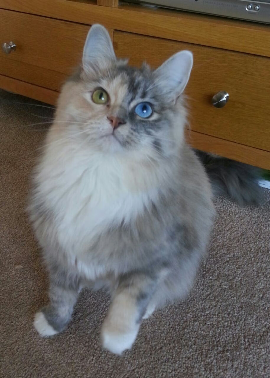 斯洛伐克女篮在欧洲预赛中表现优异，期待奥运之梦，斯洛伐克女子篮球锦标赛u23